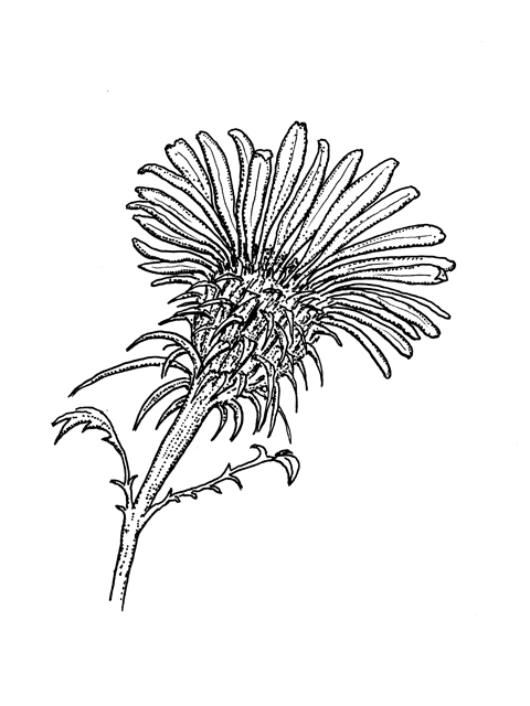 Machaeranthera tanacetifolia (Tahoka daisy) #60261