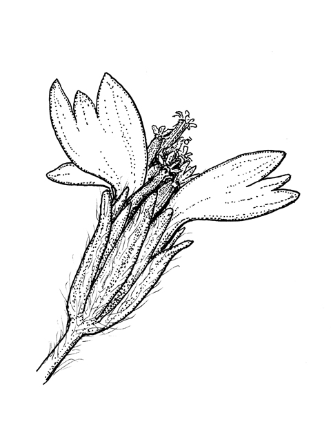 Psilostrophe tagetina (Woolly paperflower) #60271