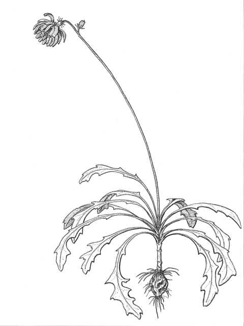 Pyrrhopappus pauciflorus (Smallflower desert-chicory) #60272