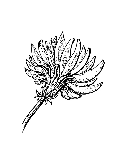 Pyrrhopappus pauciflorus (Smallflower desert-chicory) #60275
