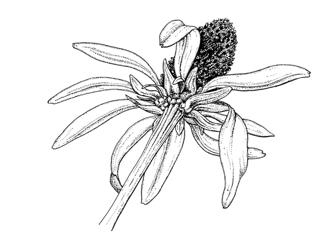 Rudbeckia maxima (Giant coneflower) #60278