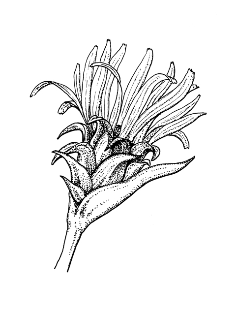 Silphium laciniatum (Compassplant) #60279