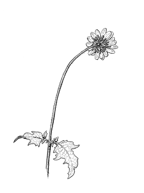 Simsia calva (Awnless bush sunflower) #60280