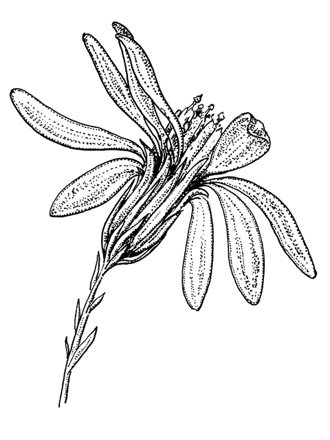 Symphyotrichum drummondii var. texanum (Drummond's aster) #60284