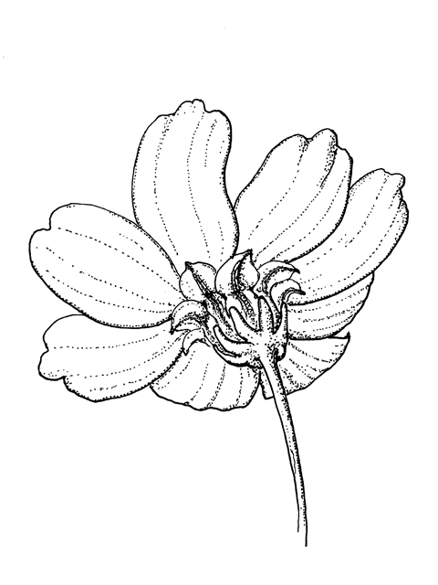 Thelesperma simplicifolium (Slender greenthread) #60289