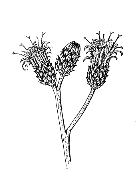 Vernonia baldwinii (Western ironweed) #60290