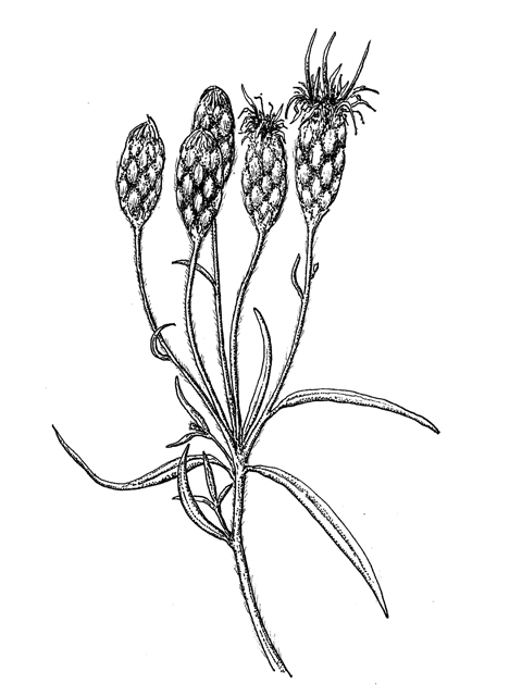 Vernonia lindheimeri (Woolly ironweed) #60291