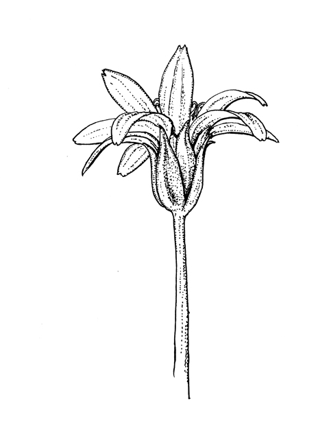 Wedelia acapulcensis var. hispida (Zexmenia) #60293