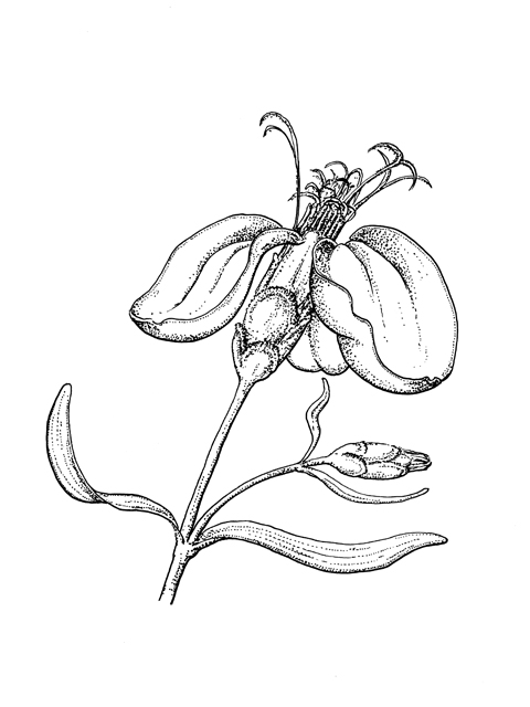 Zinnia grandiflora (Plains zinnia) #60295