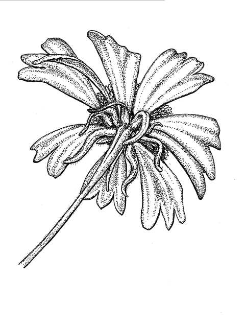 Helenium amarum var. amarum (Yellow bitterweed) #60304