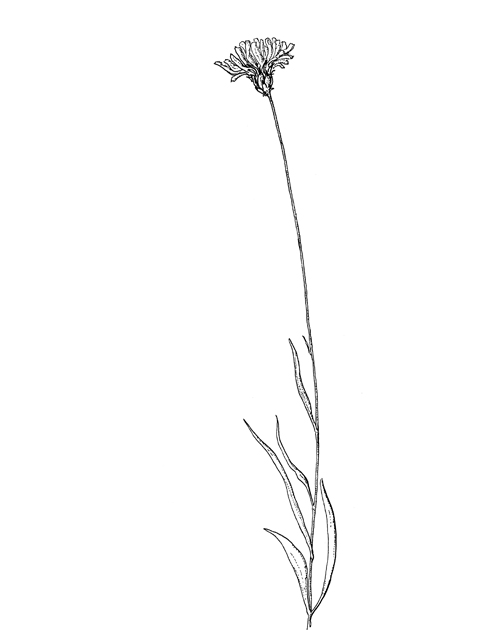 Pinaropappus roseus var. roseus (White rocklettuce) #60310
