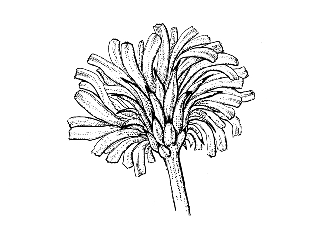 Pinaropappus roseus var. roseus (White rocklettuce) #60311