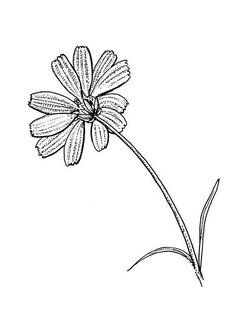 Tetraneuris linearifolia var. linearifolia (Fineleaf fournerved daisy) #60315
