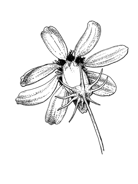 Thelesperma filifolium var. filifolium (Stiff greenthread) #60316