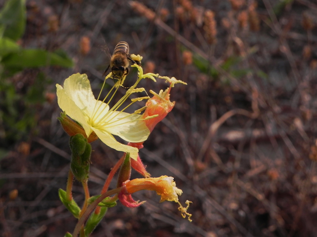 Oenothera heterophylla (Variable-leaf evening-primrose) #27812