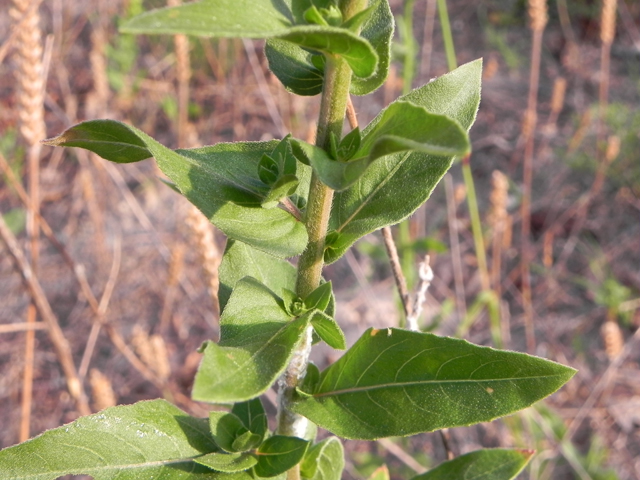 Oenothera heterophylla (Variable-leaf evening-primrose) #27816