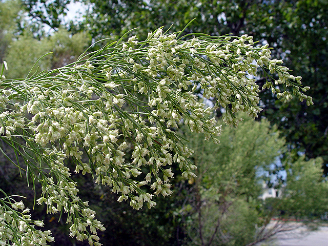 Baccharis neglecta (False willow) #14651
