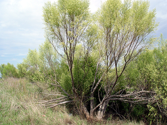 Baccharis neglecta (False willow) #14652