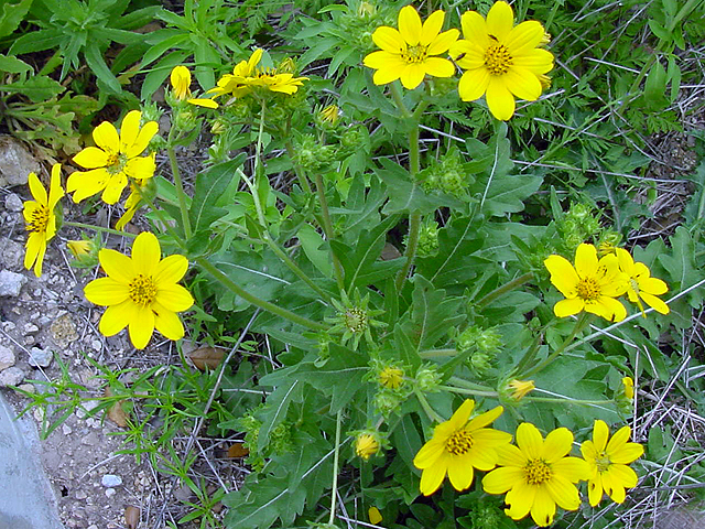Engelmannia peristenia (Engelmann's daisy) #14675