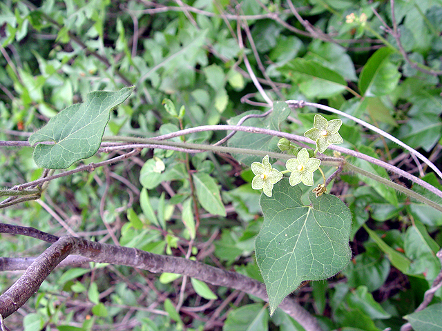 Matelea reticulata (Pearl milkweed vine) #14680