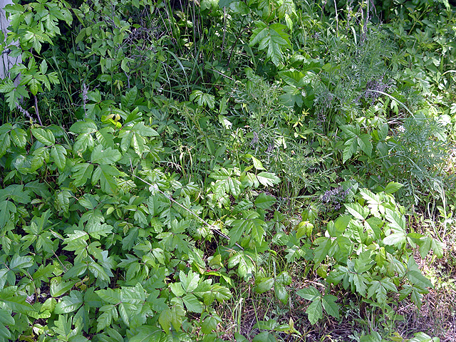 Toxicodendron radicans (Eastern poison ivy) #14684