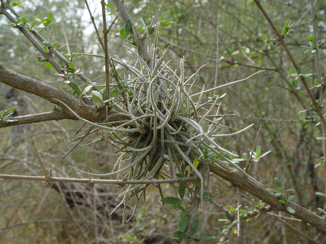 Tillandsia recurvata (Small ball moss) #14703