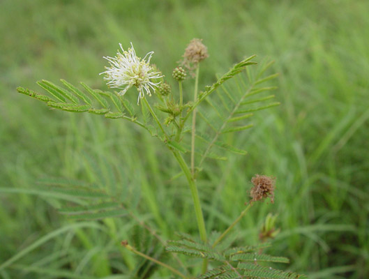 Desmanthus illinoensis (Illinois bundleflower) #14706