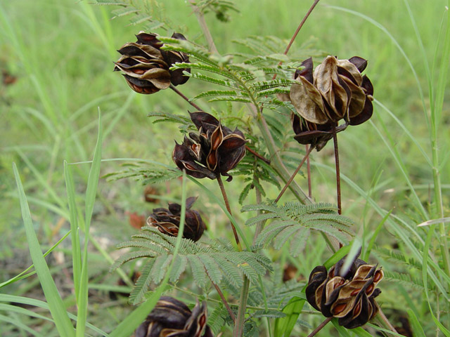 Desmanthus illinoensis (Illinois bundleflower) #14707