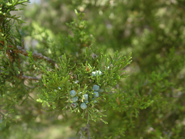 Juniperus ashei (Ashe juniper) #14715