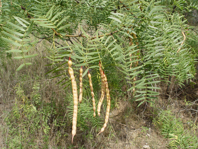 Prosopis glandulosa (Honey mesquite) #14760