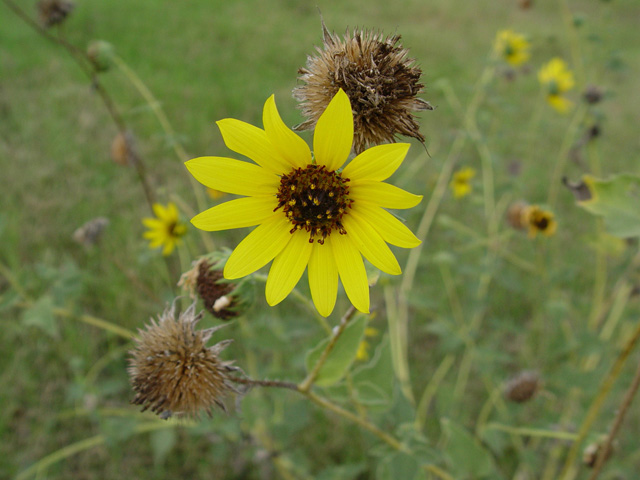 Helianthus annuus (Common sunflower) #14784