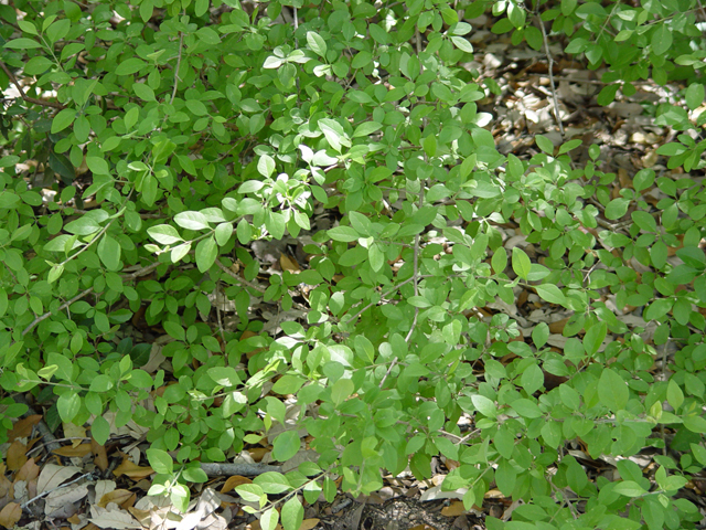 Forestiera pubescens var. pubescens (Stretchberry) #14807