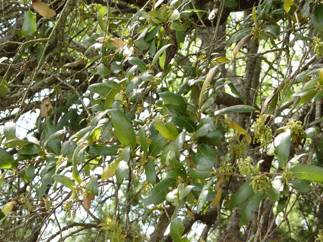 Quercus fusiformis (Escarpment live oak) #14837