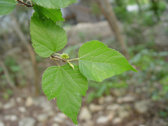 Morus microphylla (Texas mulberry) #14843