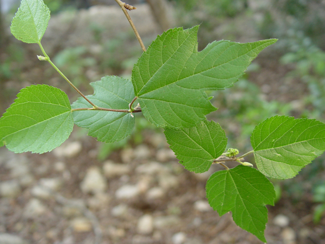 Morus microphylla (Texas mulberry) #14844