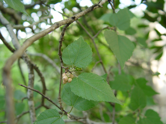Morus microphylla (Texas mulberry) #14845