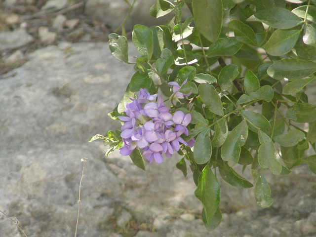 Sophora secundiflora (Texas mountain laurel) #14846