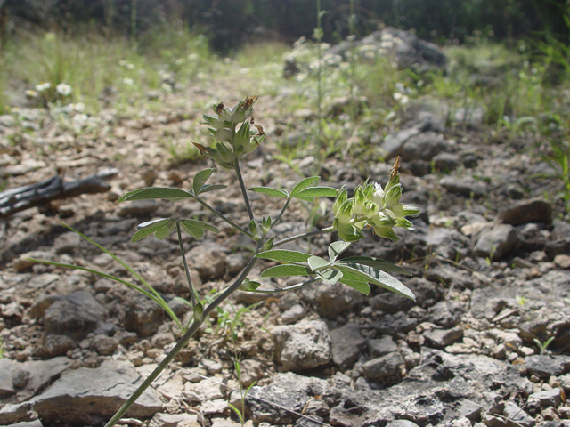 Pediomelum latestipulatum var. latestipulatum (Texas plains indian breadroot) #14857