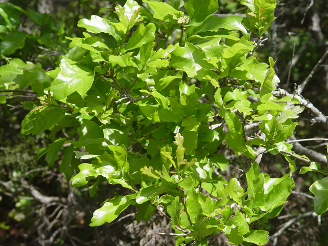 Quercus sinuata (Bastard oak) #14876