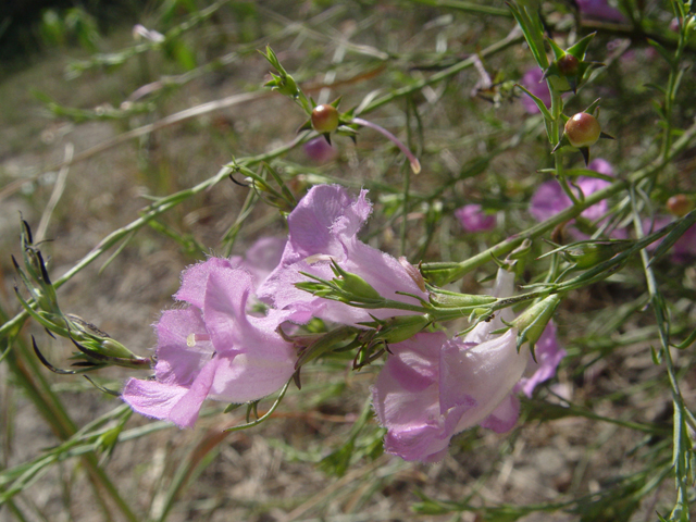 Agalinis heterophylla (Prairie agalinis) #14896