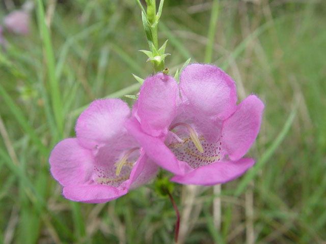 Agalinis heterophylla (Prairie agalinis) #14897