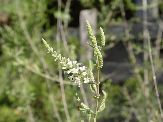 Aloysia gratissima (Whitebrush) #14909