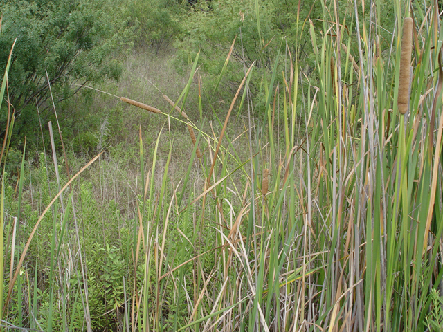 Typha latifolia (Broadleaf cattail) #14925