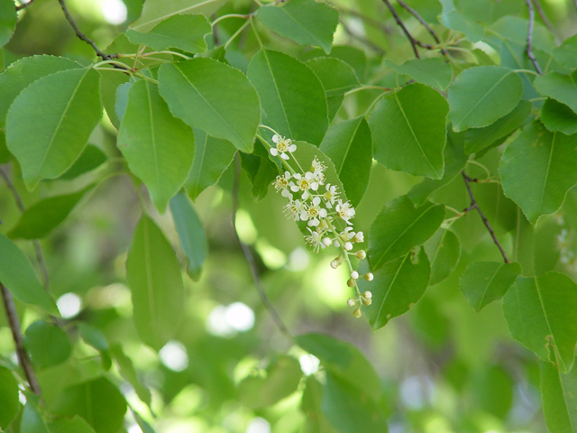 Prunus serotina var. eximia (Escarpment black cherry) #14927