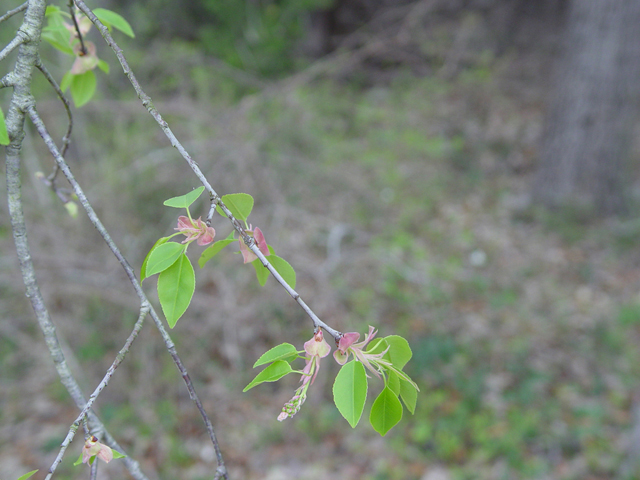 Prunus serotina var. eximia (Escarpment black cherry) #14926