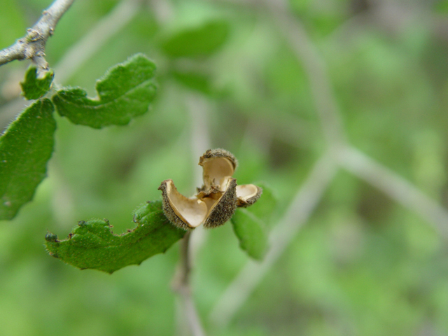Bernardia myricifolia (Mouse ears) #14913