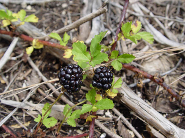 Rubus trivialis (Southern dewberry) #14938