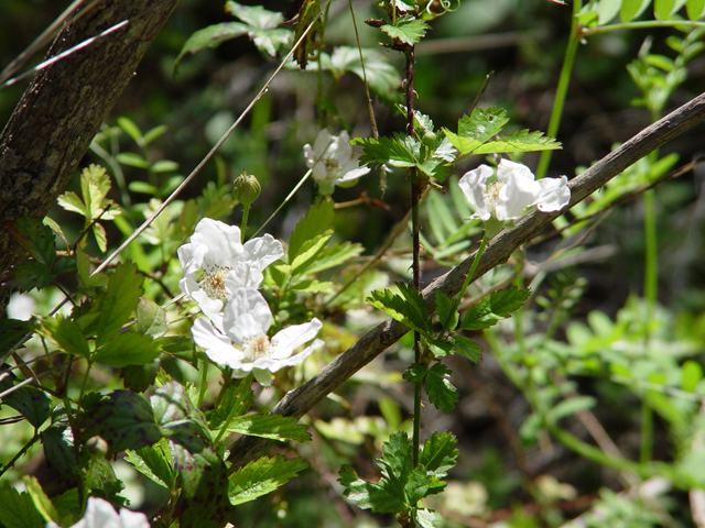 Rubus trivialis (Southern dewberry) #14939