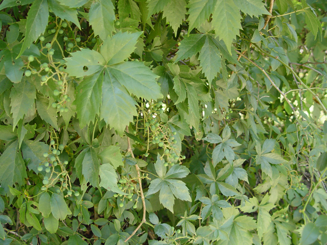 Parthenocissus quinquefolia (Virginia creeper) #14945
