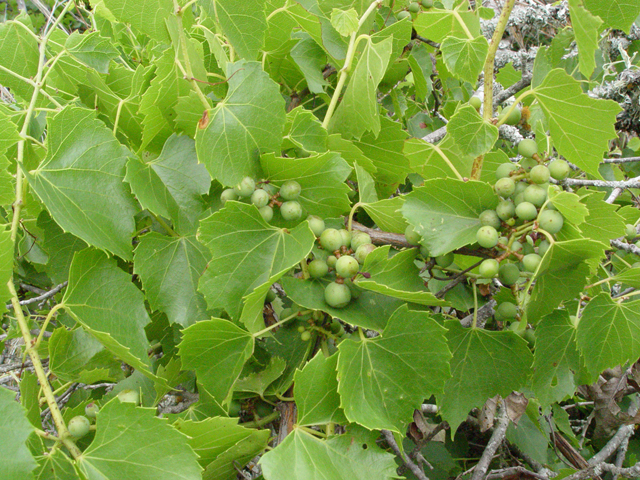Vitis monticola (Sweet mountain grape) #14947